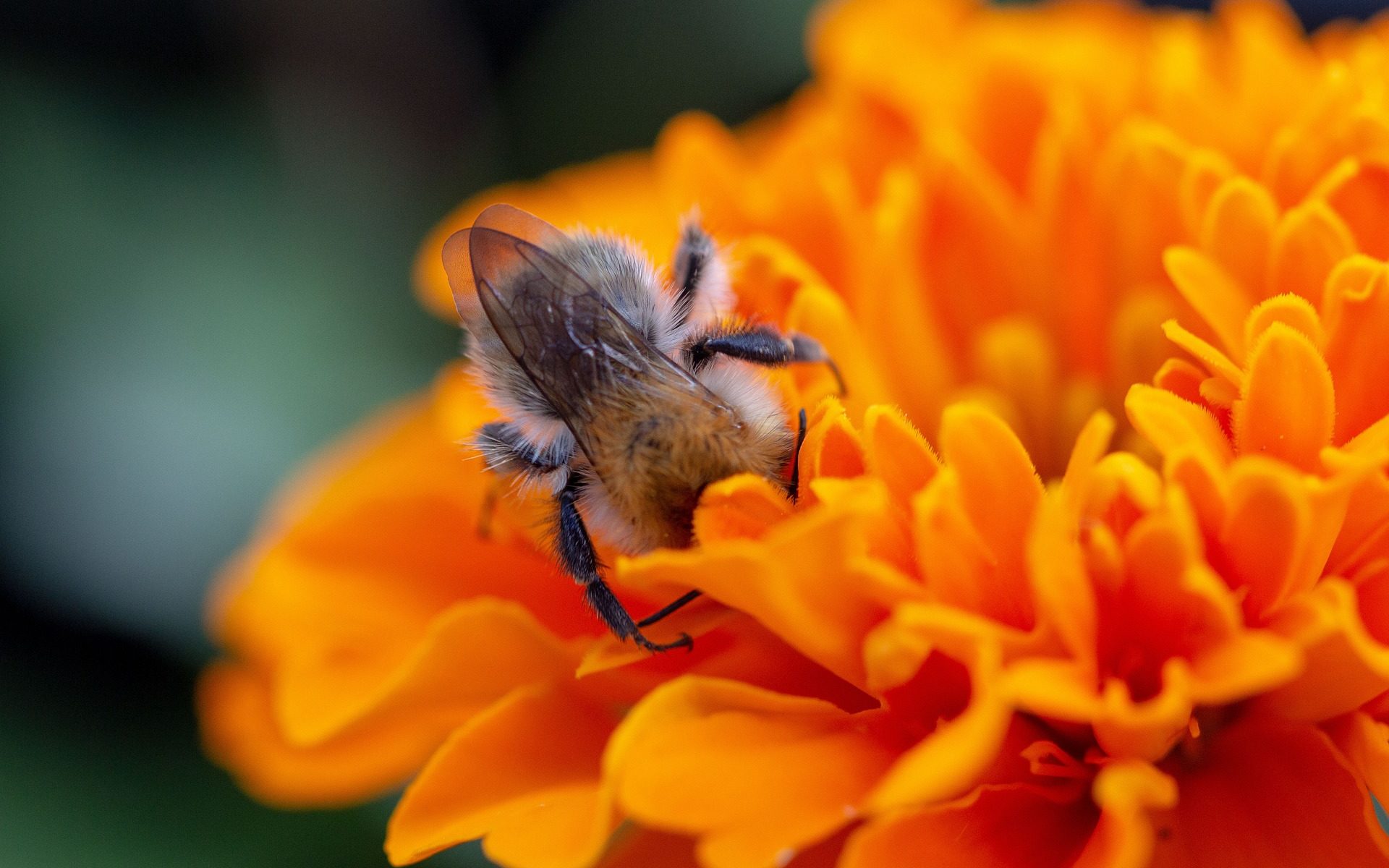 Image : David Halblützel