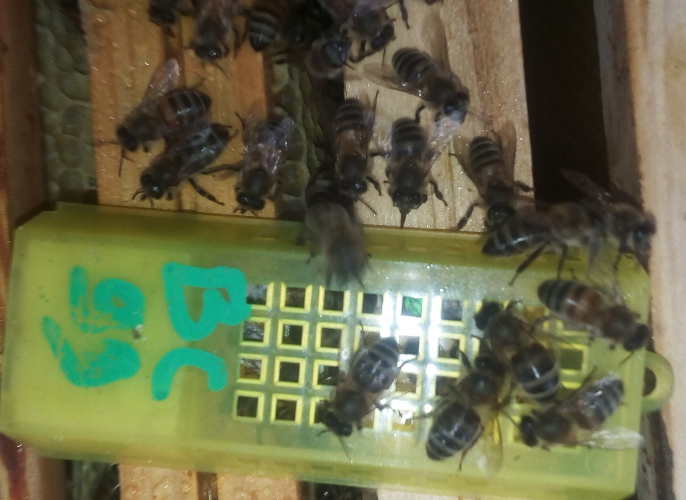 Image : Abeille des Bautières
