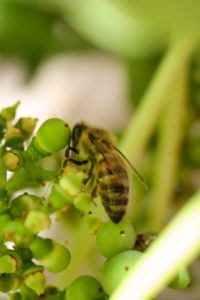 Image : Abeille des Bautières